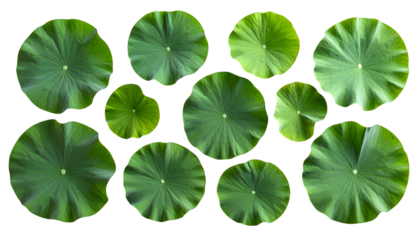 Overhead view of vibrant green lotus leaves floating on black water