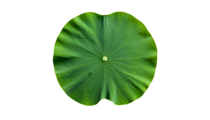 A circular green lotus leaf, showing veins and a small bump, isolated on a black backdrop