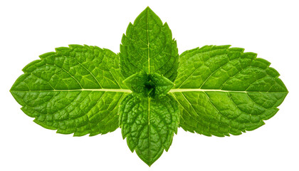 Close-up of vibrant green mint sprig against a dark background, showing textured leaves