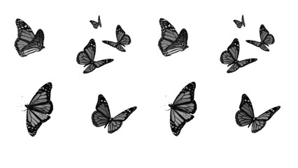A collection of grayscale monarch butterflies in various flight poses