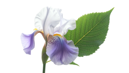 Isolated close-up of a vibrant iris flower with green leaf against a pure black background