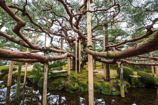 Ancient Pine Tree with Traditional Wooden Supports in a Japanese Garden, Kenrokuen, Kanazawa, Japan