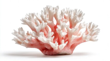 Coral piece small isolated on white background