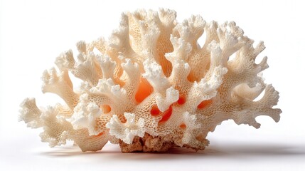 Coral piece small isolated on white background