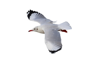 Beautiful seagull flying isolated on transparent background.	