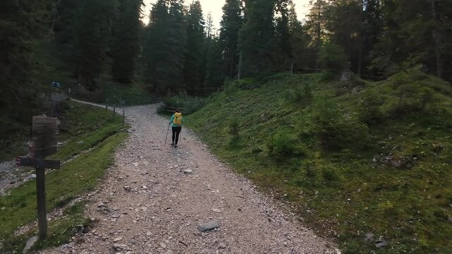 Wilderness Trail Branching, Solitary Hiker At Crossroad Amid Lush Green Forest Surroundings, Single Adventurer Stands At Fork In Trail Amidst Vibrant Foliage And Towering Pine Trees