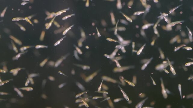Macro slow motion footage of tiny koi and tilapia fry floating in aquarium water, representing new beginnings, fragility and continuous evolution of life in peaceful underwater world