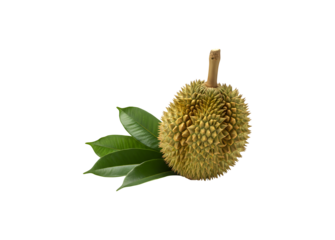 durian, a tropical fruit, with green leaves, set against a white background


