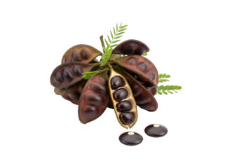 Archidendron pauciflorum, often referred to as djenkol, jengkol, or jering, is a flowering tree species belonging to the pea family, Fabaceae.