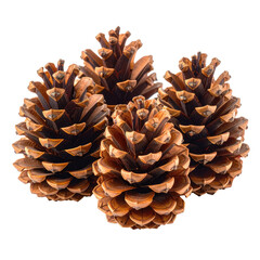 Group of five textured pine cones against a solid black background