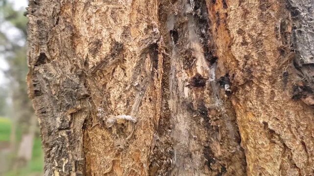 Tree Bark Insect Damage Holes Infestation Identification