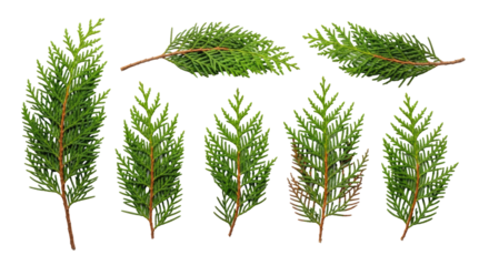 A collection of evergreen tree branches with varying stages of growth and coloration.