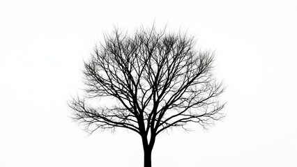 A stark silhouette of a bare tree against a pure white background, showcasing nature's minimalist beauty