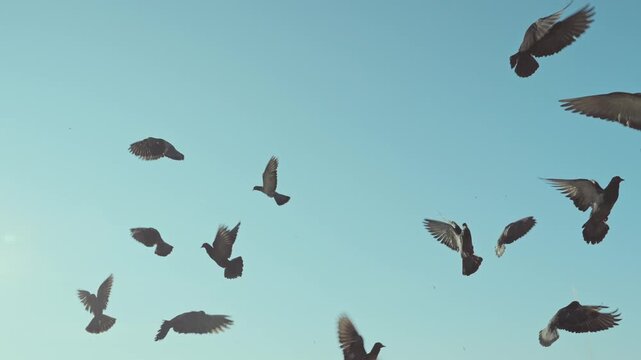 A flock of pigeons flying in the blue sky.