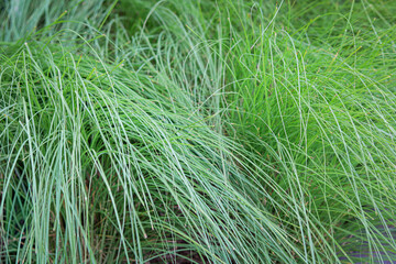 A close-up of a tangled patch of bright, fresh green foliage, characterized by very thin, long, arching blades, creating a lush, textured grass background.