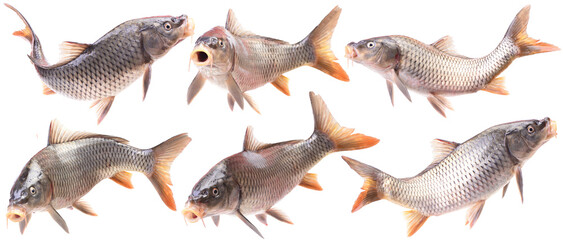 Collection of fish carp isolated