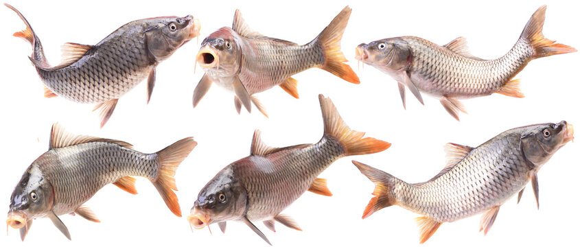 Collection of fish carp isolated