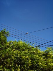 The bird is perched on the power line.