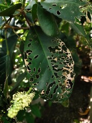 The leaves are full of holes from insect damage.