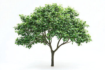 Green Leafy Tree Isolated on White Background for Design Projects