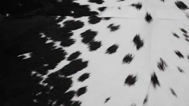 Cowhide Pattern Texture Black and White Close-up Detail