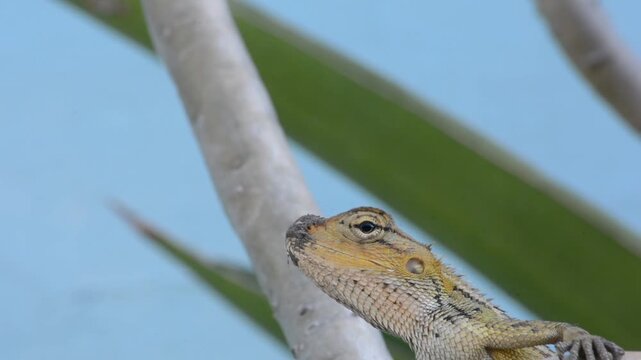 Macro Close-up of an Oriental Garden Lizard with Dark Mud on its Snout Perched Among Green Tropical Leaves