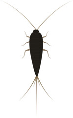 The silverfish is a species of small, primitive, wingless insect in the order Zygentoma.