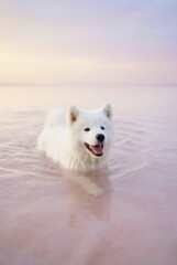 Cute puppy white samoyed swimming in pale pink water. 