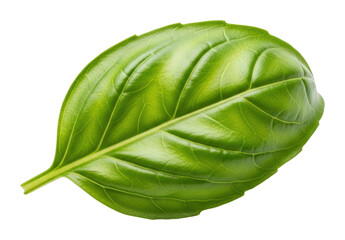 Harvesting fresh basil leaves in a kitchen garden isolated on transparent background