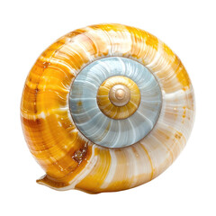 Fototapeta premium Close-up of a vibrant snail shell, showing spiraled interior detail