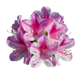 Blossoming pink azalea flowers nature scene view isolated on transparent background
