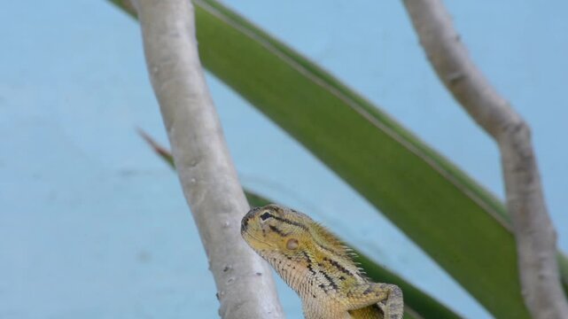Macro Close-up of an Oriental Garden Lizard with Dark Mud on its Snout Perched Among Green Tropical Leaves