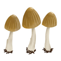 three mushrooms on a black background