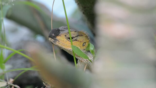 Macro Close-up of an Oriental Garden Lizard with Dark Mud on its Snout Perched Among Green Tropical Leaves