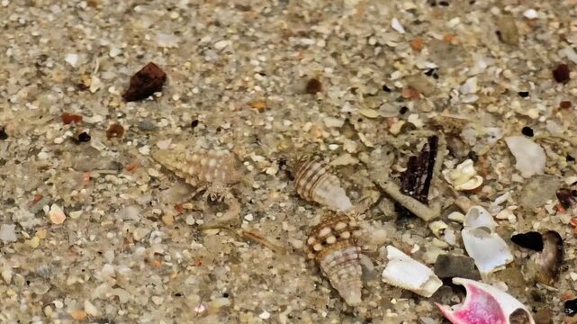 Tide Pool Macro: Detailed Close-up of Small Seashells and Marine Life on Wet Beach Sand