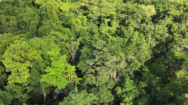 Tropical Rainforest Cape Tribulation Daintree Australia nature green