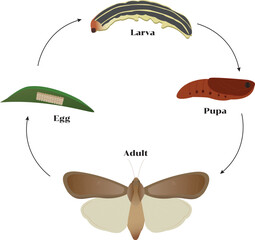 The fall armyworm is a species in the order Lepidoptera and is one of the species of moths. © Charunee
