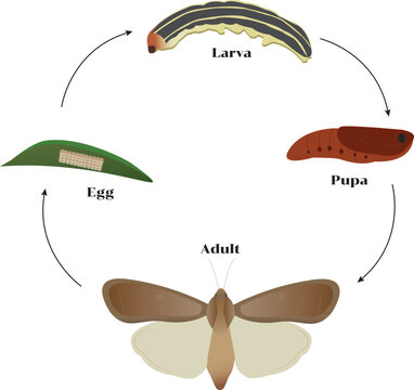 The fall armyworm is a species in the order Lepidoptera and is one of the species of moths.