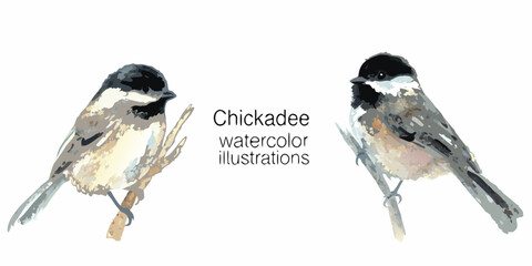 Watercolor illustrations of two black capped chickadees perched on delicate branches © Polash