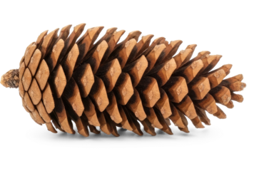 A pine cone on a png transparent
