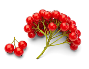 A cluster of red berries on a png transparent