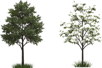 Green leafy tree with white blooming tree illustration, natural seasonal foliage artwork, botanical landscape element, outdoor garden design - cad drawing flat vector illustration