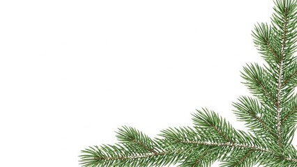 A single pine tree branch with green needles isolated on white background