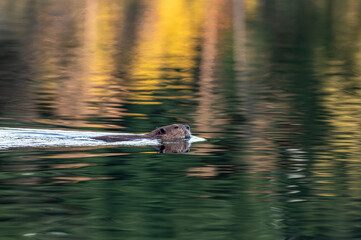 beaver in the water © Oasis23