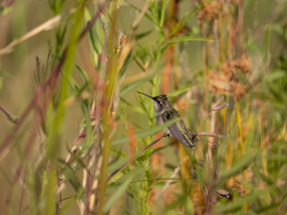 hummingbird in flight