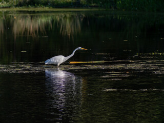 great white heron