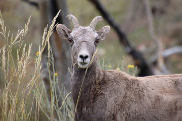Bighorn Sheep Ewe with Golden Grass in its Mouth in Bighorn Canyon National Recreation Area in Montana in Autumn.