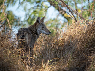 Fototapeta premium coyote