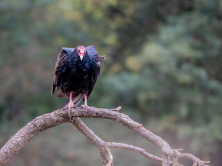 turkey vulture on a branch