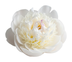 Delicate white peony flower nature floral bright isolated on transparent background